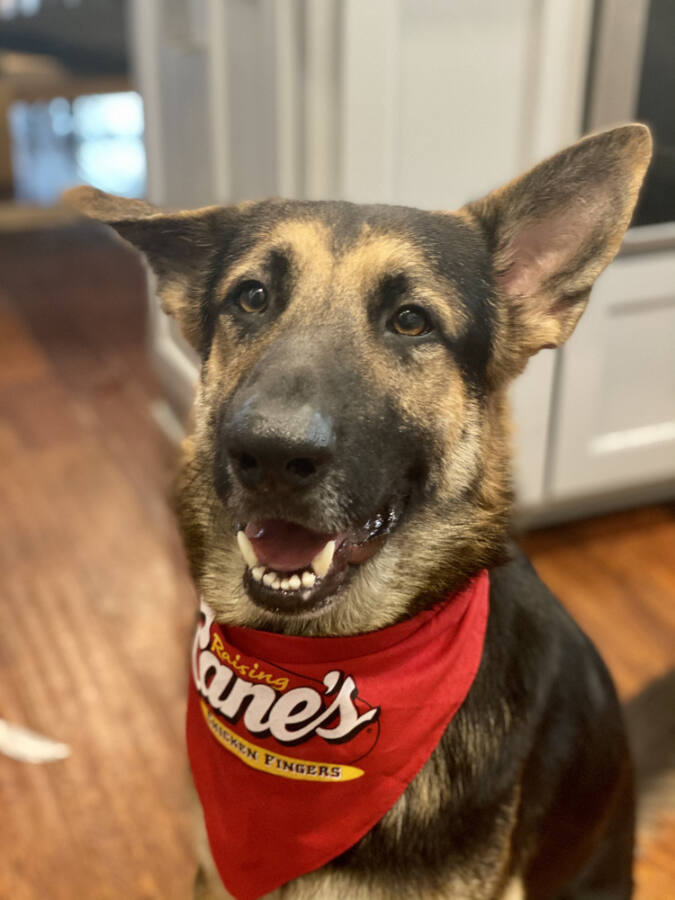 Rover – Greater Houston German Shepherd Dog Rescue