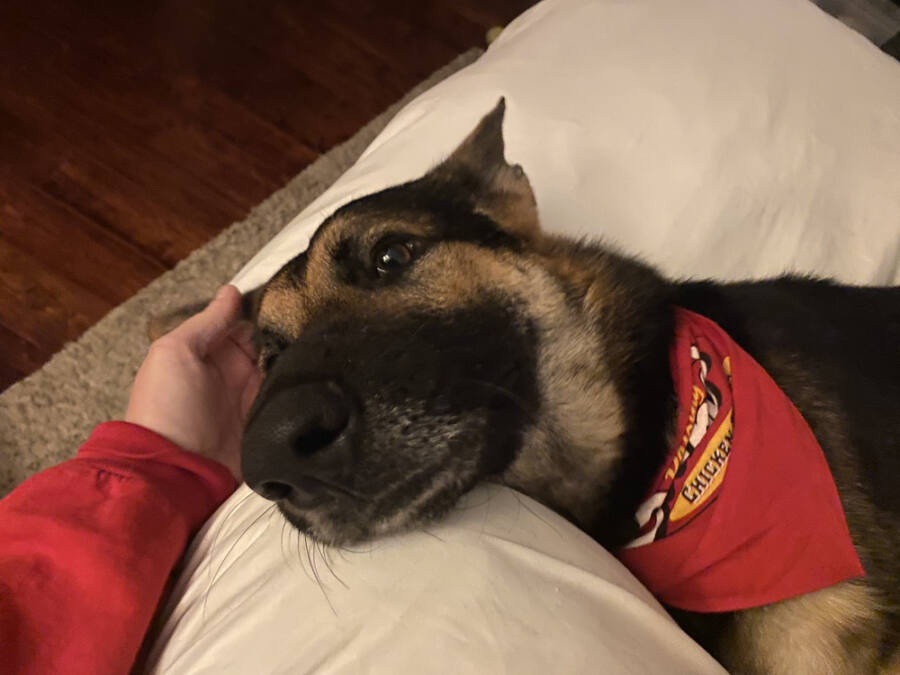Rover – Greater Houston German Shepherd Dog Rescue
