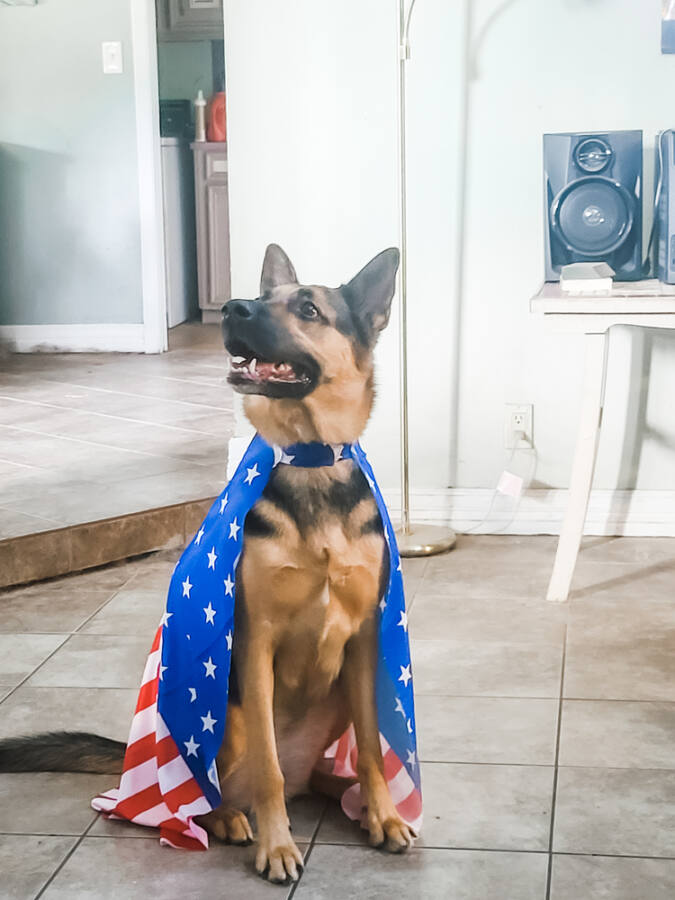 https://petstablished-app-beta.s3.amazonaws.com/uploads/image/image/2653691/Resized_20220702_083622.jpg