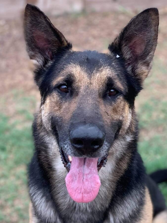 Texas Shepard Texas – Greater Houston German Shepherd Dog Rescue