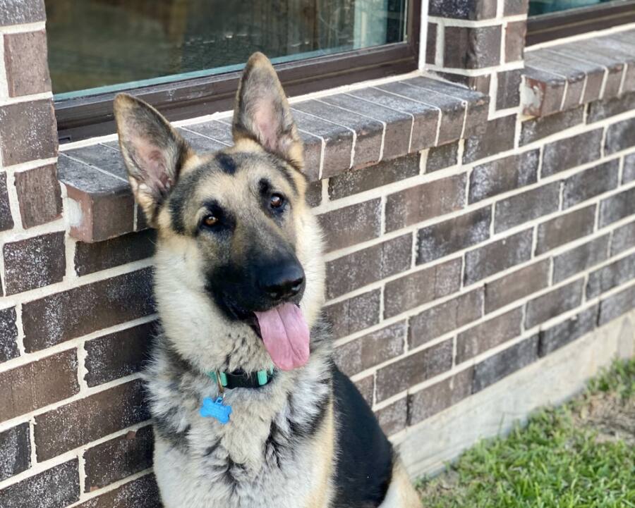 https://petstablished-app-beta.s3.amazonaws.com/uploads/image/image/2569813/Facetune_28-05-2022-15-55-16_2.jpg