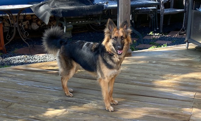 https://petstablished-app-beta.s3.amazonaws.com/uploads/image/image/3143172/IMG_0044.jpg