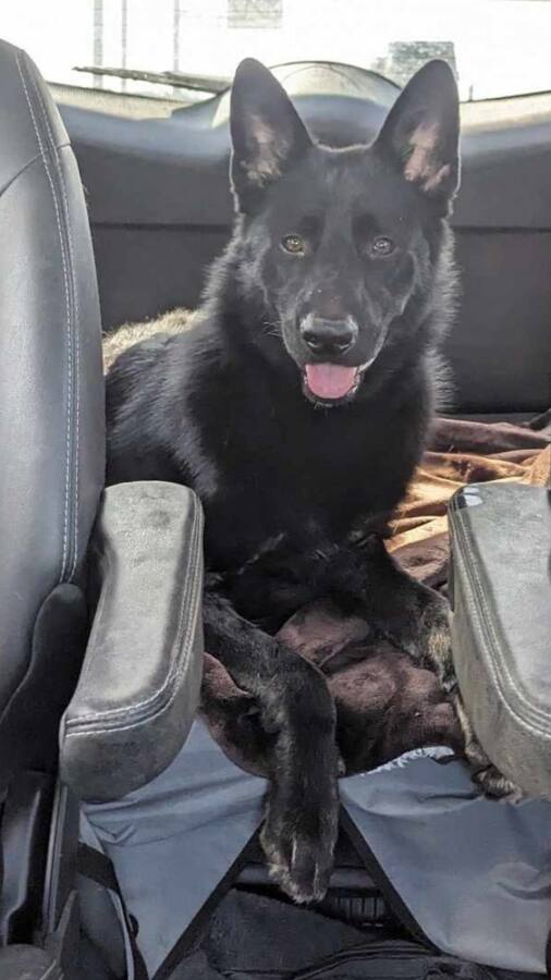 Cobalt – Greater Houston German Shepherd Dog Rescue