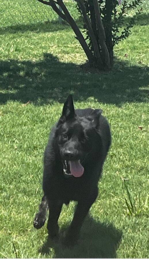 Cobalt – Greater Houston German Shepherd Dog Rescue